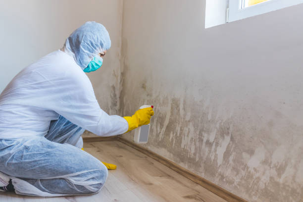 Black mold inspection in Franklin Park